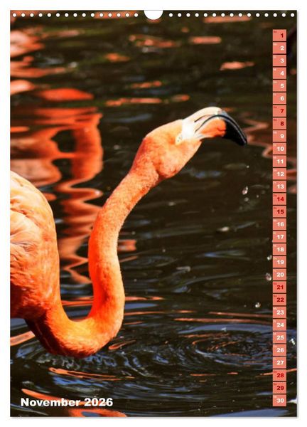 Produktbild: Rosarote Flamingo (Wandkalender 2026 DIN A3 hoch), CALVENDO Monatskalender