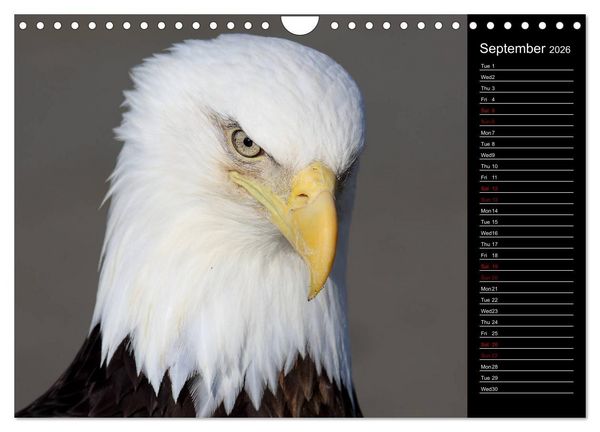 Produktbild: North America's Wildlife (Wall Calendar 2026 DIN A4 landscape), CALVENDO 12 Month Wall Calendar