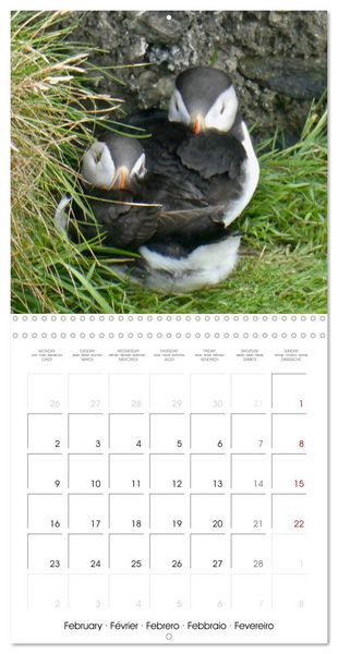 Produktbild: Puffin Pals (Wall Calendar 2026 12 &times; 12 Inch) CALVENDO 12 Month Wall Calendar