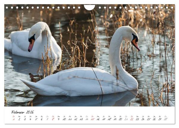 Produktbild: Ein Jahr mit den Schw&auml;nen (Wandkalender 2026 DIN A4 quer), CALVENDO Monatskalender