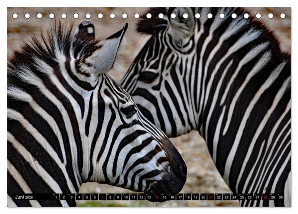 Produktbild: Afrika - Welt der Tiere (Tischkalender 2026 DIN A5 quer), CALVENDO Monatskalender