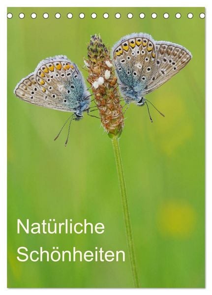 Produktbild: Insekten,Sch&ouml;nheiten der Natur (Tischkalender 2026 DIN A5 hoch), CALVENDO Monatskalender