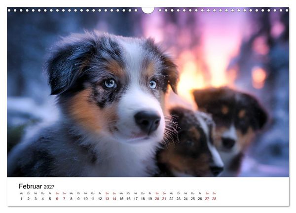 Produktbild: Born to run - Ein Jahr mit Australian Shepherds (Wandkalender 2027 DIN A3 quer), CALVENDO Monatskalender