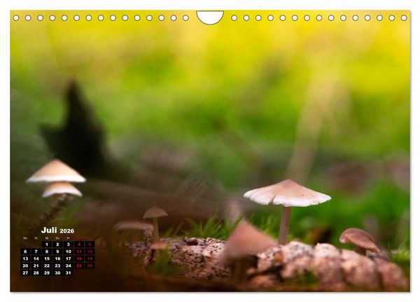 Produktbild: Pilzmagie (Wandkalender 2026 DIN A4 quer), CALVENDO Monatskalender