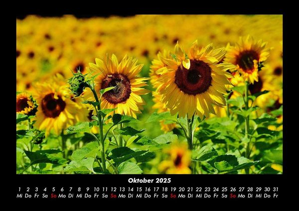Produktbild: Blumenkalender 2025 Fotokalender DIN A3
