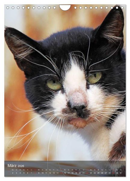 Produktbild: KATZEN AUGEN BLICKE (Wandkalender 2026 DIN A4 hoch), CALVENDO Monatskalender
