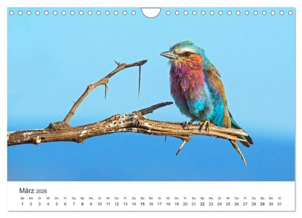 Produktbild: Safari durch Afrika (Wandkalender 2026 DIN A4 quer), CALVENDO Monatskalender