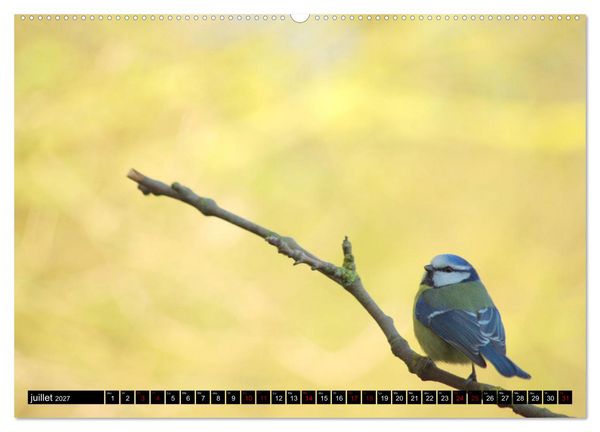 Produktbild: M&eacute;sanges bleues (Calendrier mural haut de gamme 2027 DIN A2 vertical), CALVENDO calendrier mensuel