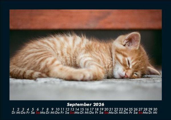Produktbild: F&uuml;r Katzenfreunde 2026 Fotokalender DIN A5