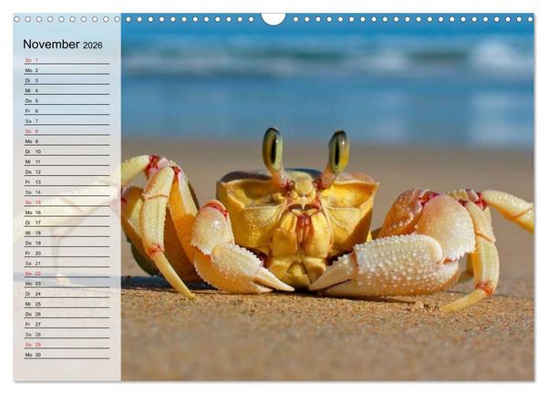 Produktbild: Krabben. Witzige Monster (Wandkalender 2026 DIN A3 quer), CALVENDO Monatskalender