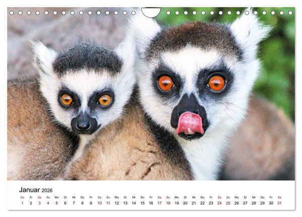 Produktbild: Tiere Madagaskars (Wandkalender 2026 DIN A4 quer), CALVENDO Monatskalender