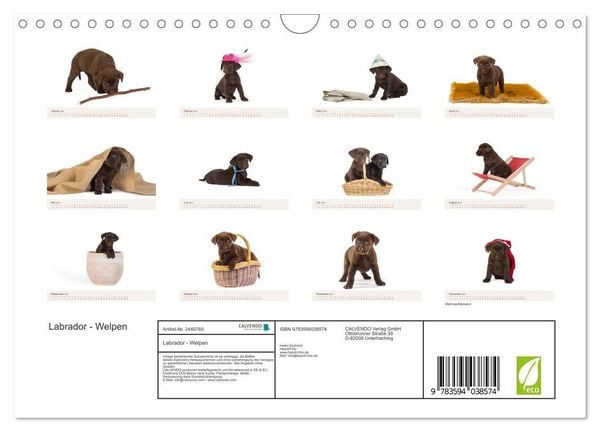 Produktbild: Labrador - Welpen (Wandkalender 2027 DIN A4 quer), CALVENDO Monatskalender