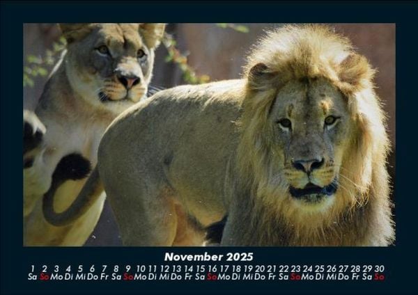 Produktbild: Tiere in der Wildnis 2025 Fotokalender DIN A5