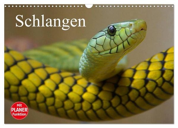 Produktbild: Schlangen (Wandkalender 2026 DIN A3 quer), CALVENDO Monatskalender
