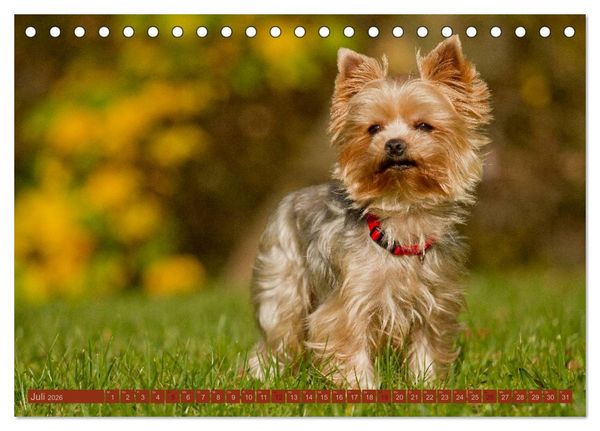 Produktbild: Faszination Hund (Tischkalender 2026 DIN A5 quer), CALVENDO Monatskalender
