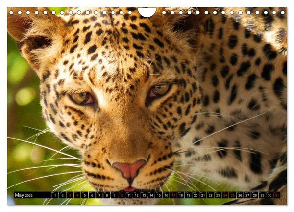 Produktbild: Big Cats &bull; Faces of the most beautiful predators (Wall Calendar 2026 DIN A4 landscape), CALVENDO 12 Month Wall Calendar