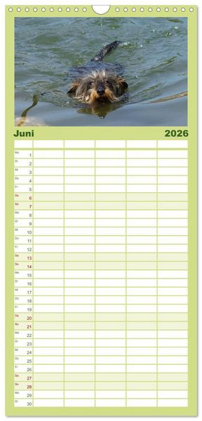 Produktbild: Familienplaner 2026 - Der Zwergrauhaardackel - Eigensinnig und Liebenswert mit 5 Spalten (Wandkalender, 21 x 45 cm) CALVENDO