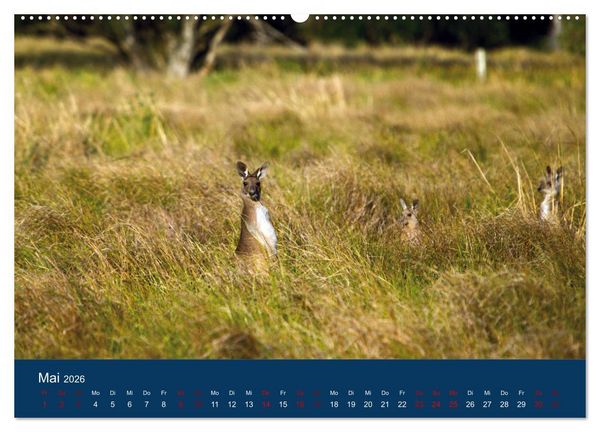 Produktbild: Freilebende K&auml;ngurus (hochwertiger Premium Wandkalender 2026 DIN A2 quer), Kunstdruck in Hochglanz