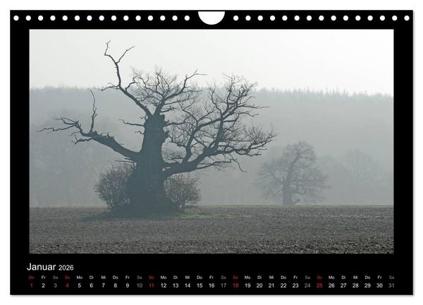 Produktbild: M&auml;rchenhafter Reinhardswald und Urwald Sababurg (Wandkalender 2026 DIN A4 quer), CALVENDO Monatskalender