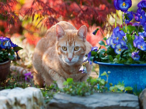 Produktbild: Rot-getigerte Katze in einer bunten Gartenidylle (Puzzle)