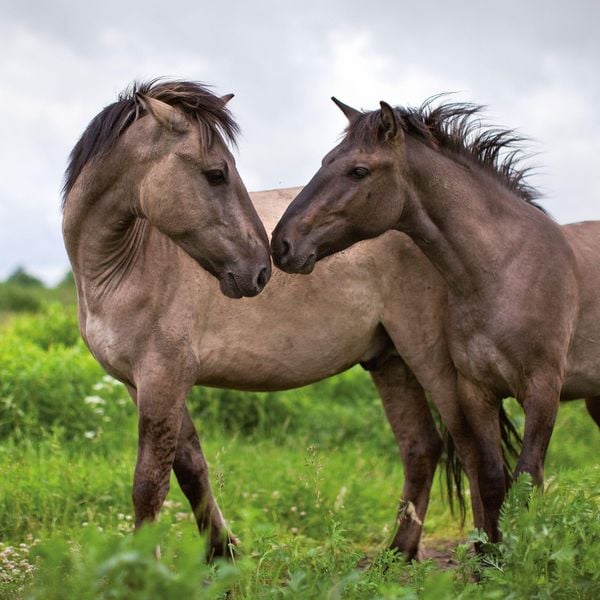 Produktbild: Pferde / Horses 2027