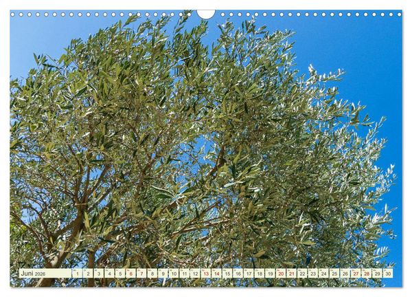 Produktbild: Mediterrane Flora - Pflanzen des S&uuml;dens (Wandkalender 2026 DIN A3 quer), CALVENDO Monatskalender