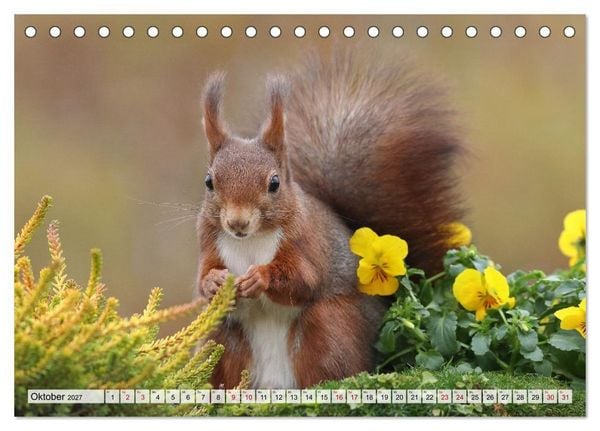 Produktbild: Eichh&ouml;rnchen - Kleine Fotomodelle mit gro&szlig;em Charme (Tischkalender 2027 DIN A5 quer), CALVENDO Monatskalender