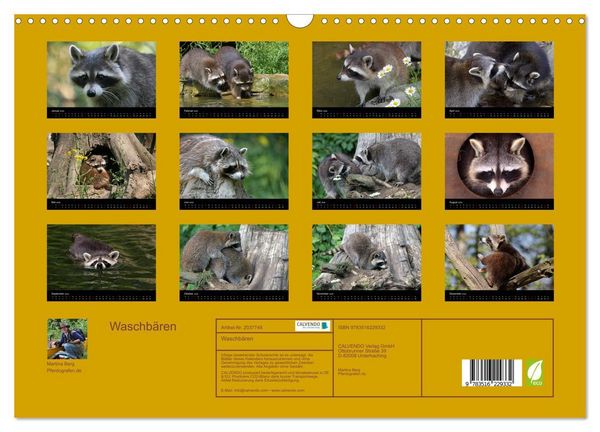 Produktbild: Waschb&auml;ren (Wandkalender 2026 DIN A3 quer), CALVENDO Monatskalender