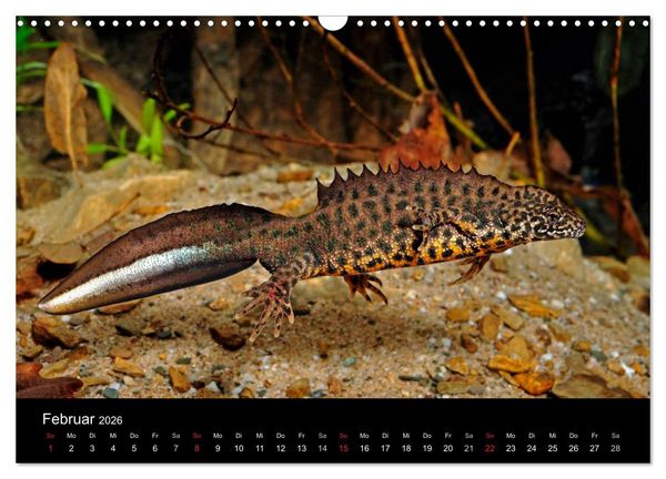 Produktbild: Salamander und Molche (Wandkalender 2026 DIN A3 quer), CALVENDO Monatskalender