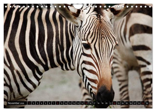 Produktbild: Zebras - Ungez&auml;hmte Kraft (Wandkalender 2026 DIN A4 quer), CALVENDO Monatskalender