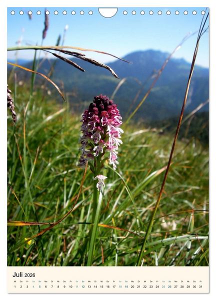 Produktbild: Einheimische Orchideen (Wandkalender 2026 DIN A4 hoch), CALVENDO Monatskalender