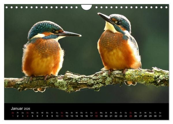 Produktbild: IM LAND DER EISV&Ouml;GEL (Wandkalender 2026 DIN A4 quer), CALVENDO Monatskalender