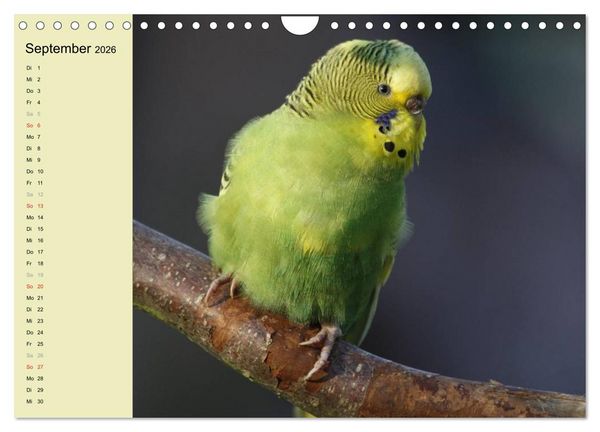 Produktbild: Terminplaner Wellensittiche (Wandkalender 2026 DIN A4 quer), CALVENDO Monatskalender