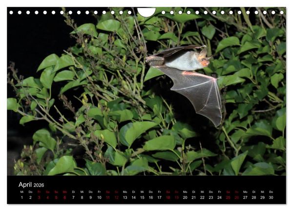 Produktbild: Flederm&auml;use - J&auml;ger der Nacht (Wandkalender 2026 DIN A4 quer), CALVENDO Monatskalender
