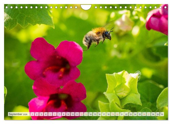 Produktbild: Bienen und Hummeln in Aktion (Wandkalender 2026 DIN A4 quer), CALVENDO Monatskalender