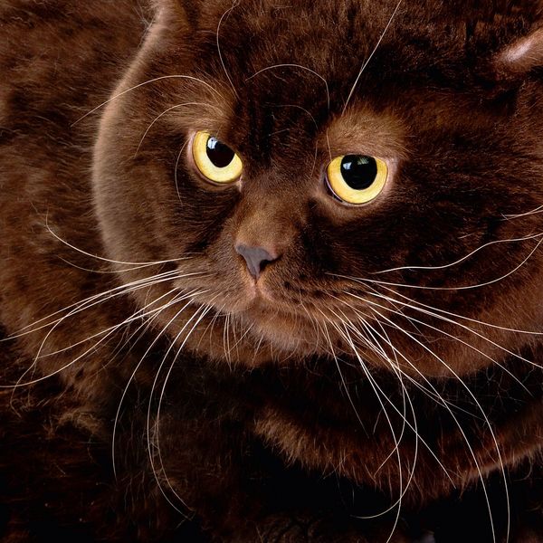 Produktbild: Cool Cats 2027
