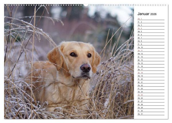 Produktbild: Goldig durch das Jahr! (hochwertiger Premium Wandkalender 2026 DIN A2 quer), Kunstdruck in Hochglanz