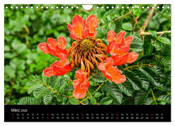 Produktbild: Colors of HAWAII (Wandkalender 2026 DIN A4 quer), CALVENDO Monatskalender