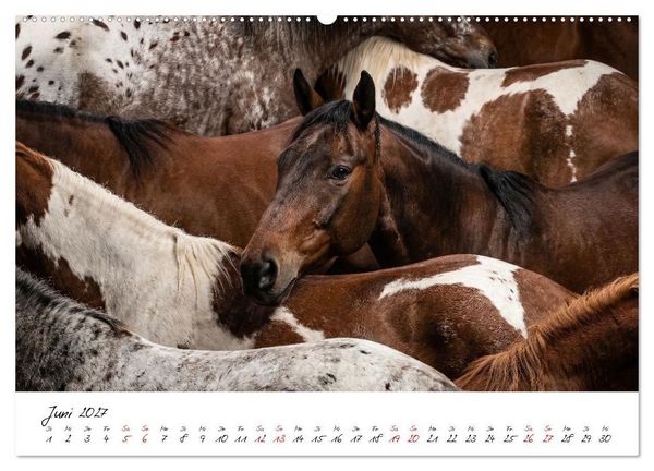 Produktbild: Better Together - Herdenmomente (hochwertiger Premium Wandkalender 2027 DIN A2 quer), Kunstdruck in Hochglanz