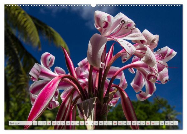 Produktbild: Inseln, Licht und Meer - die Seychellen (Wandkalender 2026 DIN A2 quer), CALVENDO Monatskalender