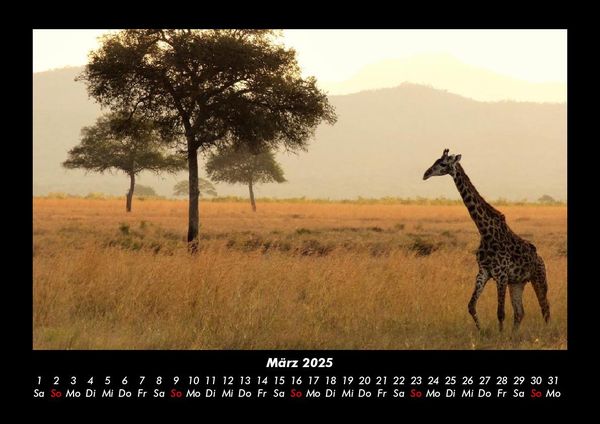 Produktbild: Giraffen 2025 Fotokalender DIN A3