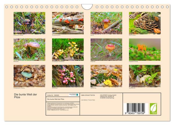 Produktbild: Die bunte Welt der Pilze (Wandkalender 2026 DIN A4 quer), CALVENDO Monatskalender