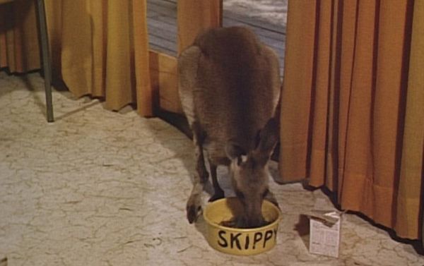 Produktbild: Skippy - Das Buschk&auml;nguruh - Teil 1 [4 DVDs]