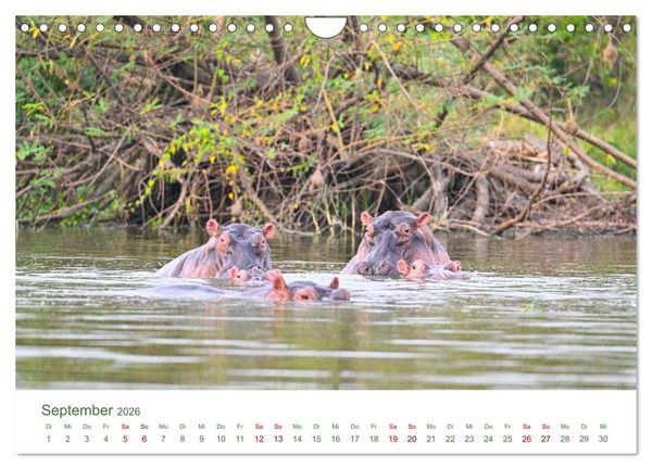 Produktbild: Tierwelten UGANDA (Wandkalender 2026 DIN A4 quer), CALVENDO Monatskalender