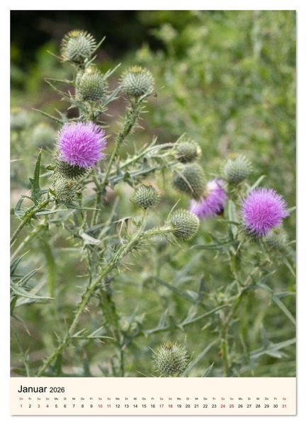 Produktbild: Wild und W&uuml;rzig - Kr&auml;utersch&auml;tze aus der Heide (Wandkalender 2026 DIN A4 hoch), CALVENDO Monatskalender