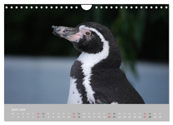 Produktbild: Pinguine 2026 (Wandkalender 2026 DIN A4 quer), CALVENDO Monatskalender