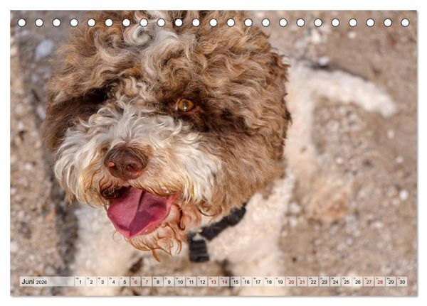 Produktbild: Lagotto Romagnolo in den Alpen 2026 (Tischkalender 2026 DIN A5 quer), CALVENDO Monatskalender