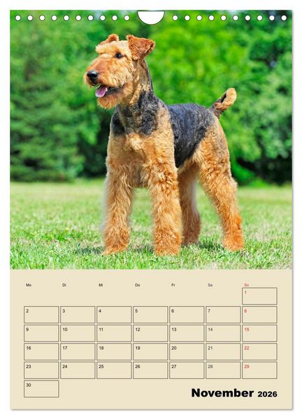 Produktbild: Airedale Terrier - Temperament auf 4 Pfoten (Wandkalender 2026 DIN A4 hoch), CALVENDO Monatskalender