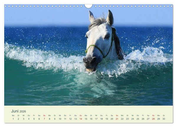 Produktbild: PFERDE & MEER (Wandkalender 2026 DIN A3 quer), CALVENDO Monatskalender