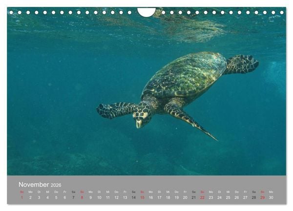 Produktbild: Seychellen (Wandkalender 2026 DIN A4 quer), CALVENDO Monatskalender